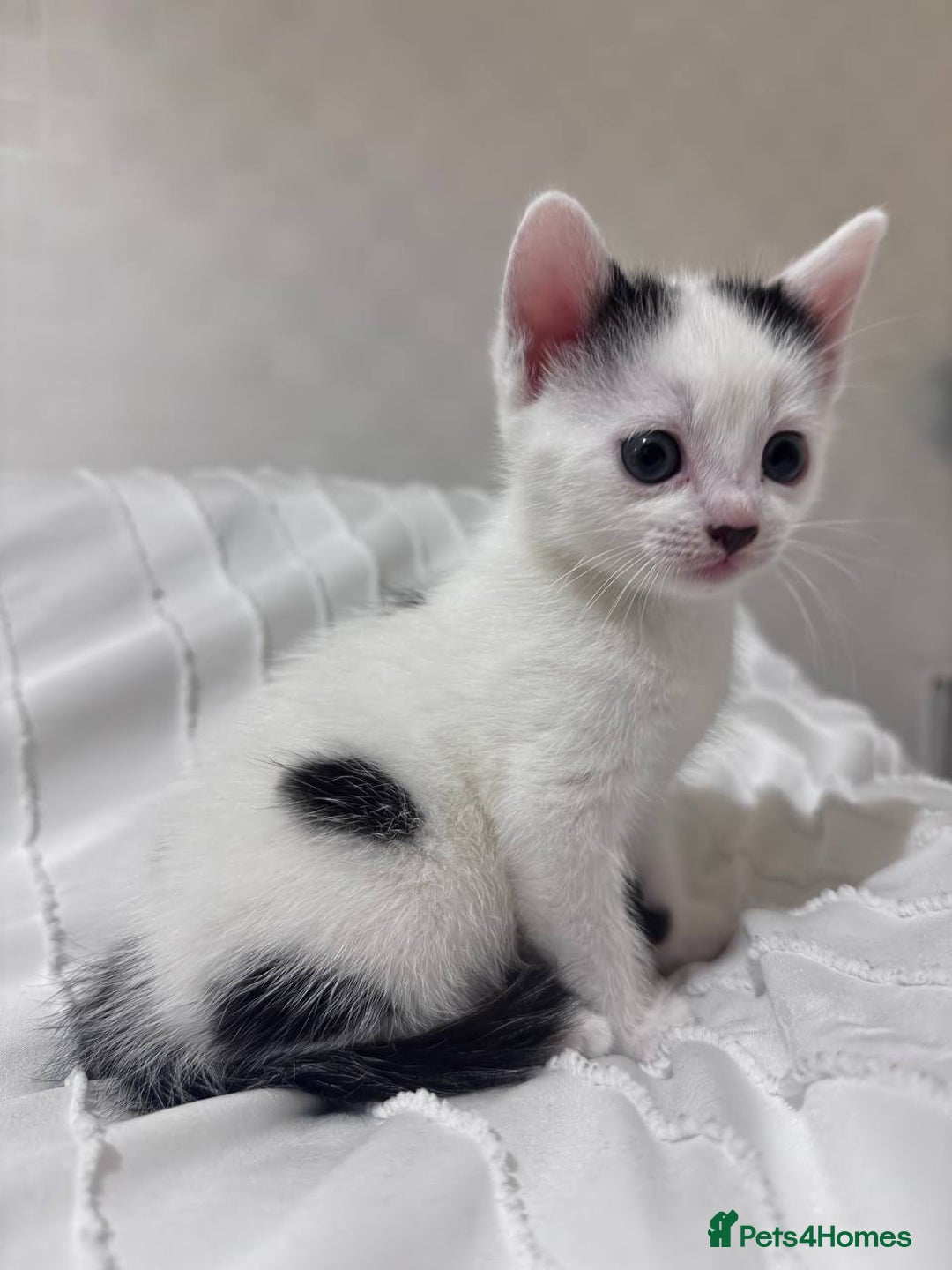 Mixed Breed cats for sale: 3 beautiful kittens looking for new home - Image 6