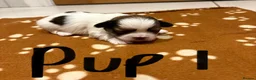 Lhasa Apso dogs for sale: Lhasa Apso Puppies For Sale in Harrogate - Advert 3
