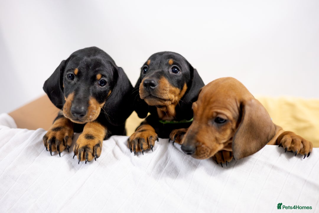 Dachshund dogs for sale: Standard champion bred dachshunds  - Image 12