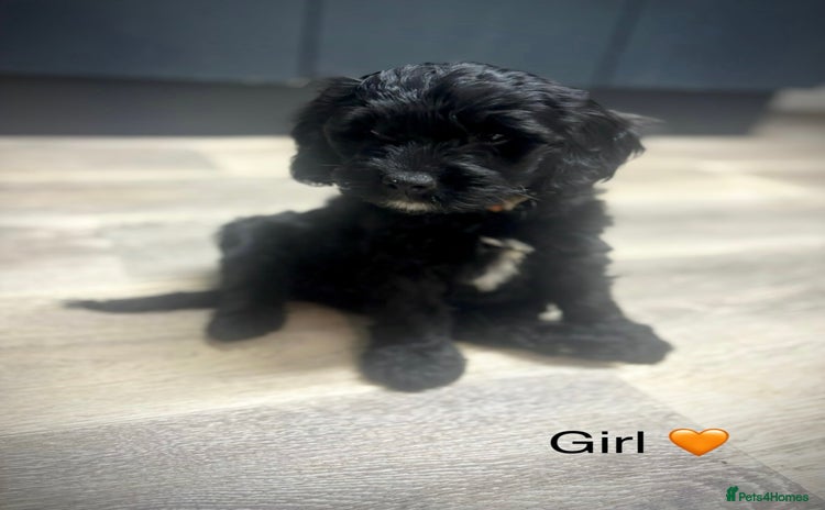 Cockapoo dogs - Advert 8