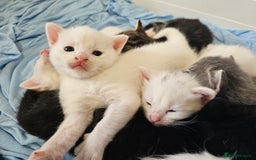Mixed Breed cats for sale: Kittens Available to Reserve - Image 23