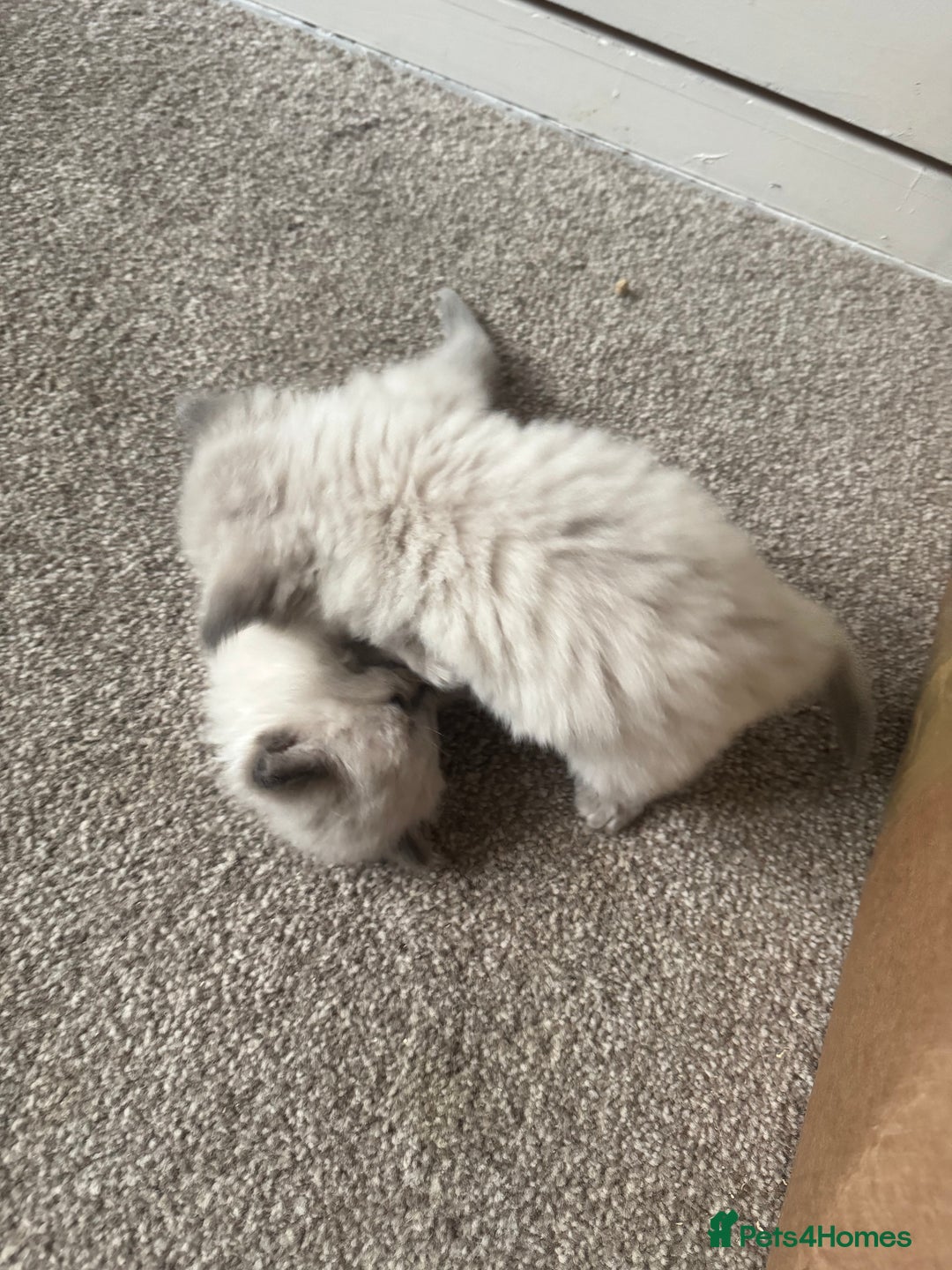 Ragdoll cats for sale: RagDoll kittens  - Image 6