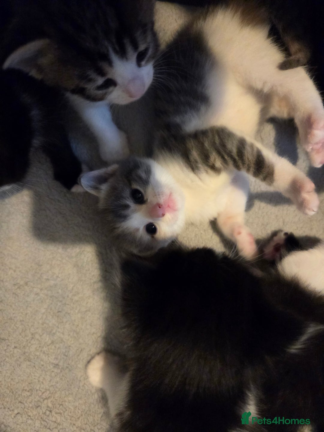 Mixed Breed cats for sale: Kittens ready now - Image 7