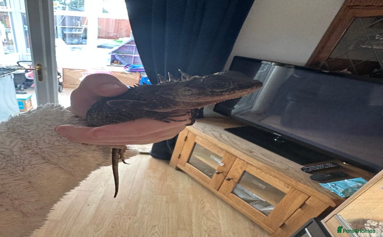 Chameleon reptiles - Advert 1