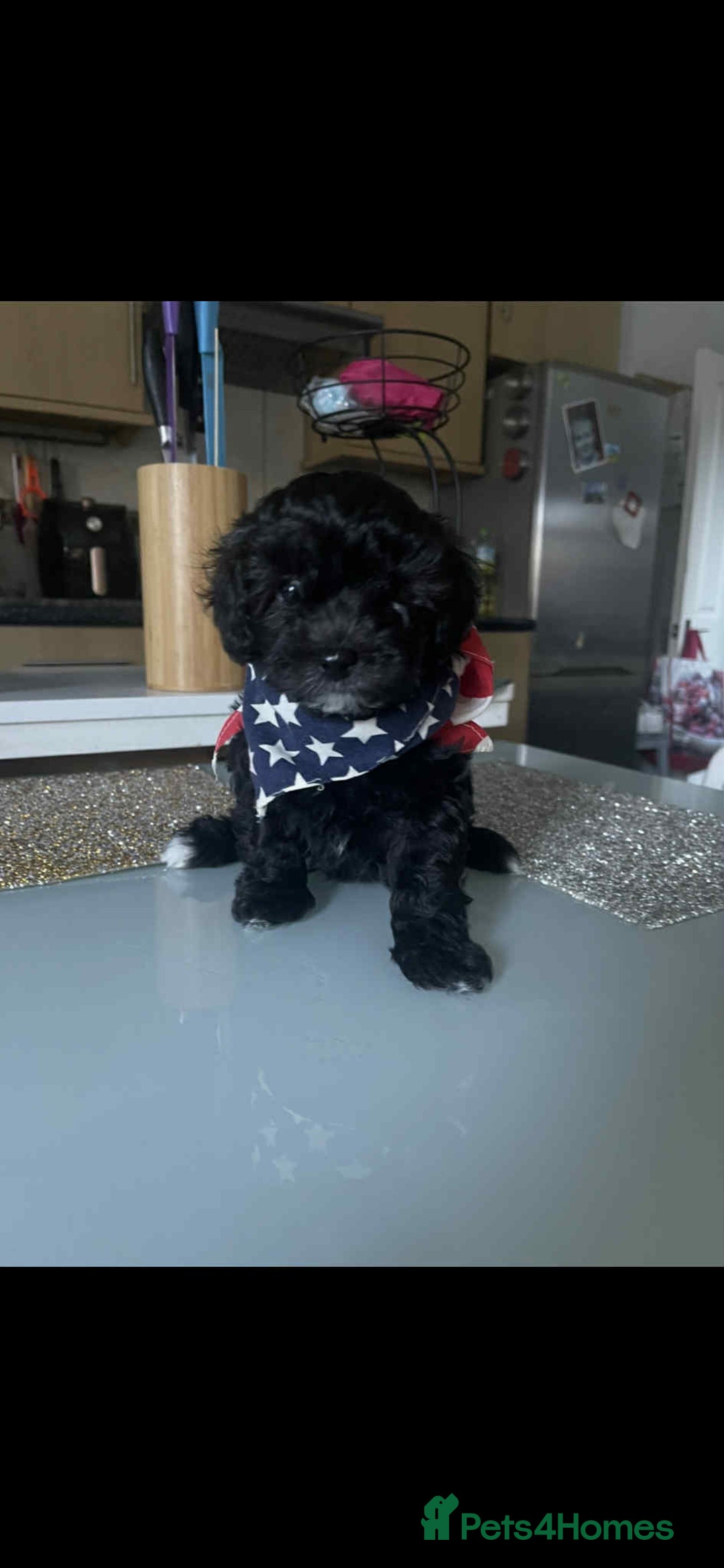 Maltipoo dogs for sale: Maltipoo puppies for sale  - Image 18