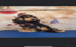 Cocker Spaniel dogs for sale: Show type cocker spaniel  - Image 11