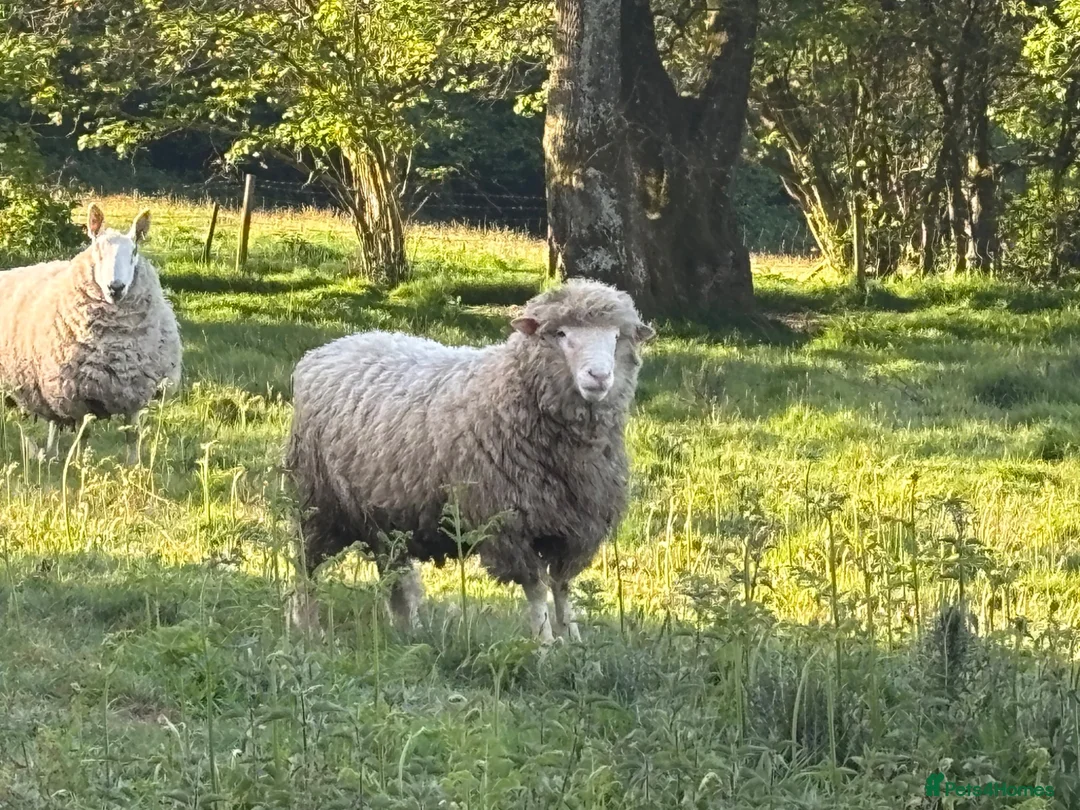 Sheep livestock for sale: Dorset and Border Leicester Shearling Rams - Advert 2