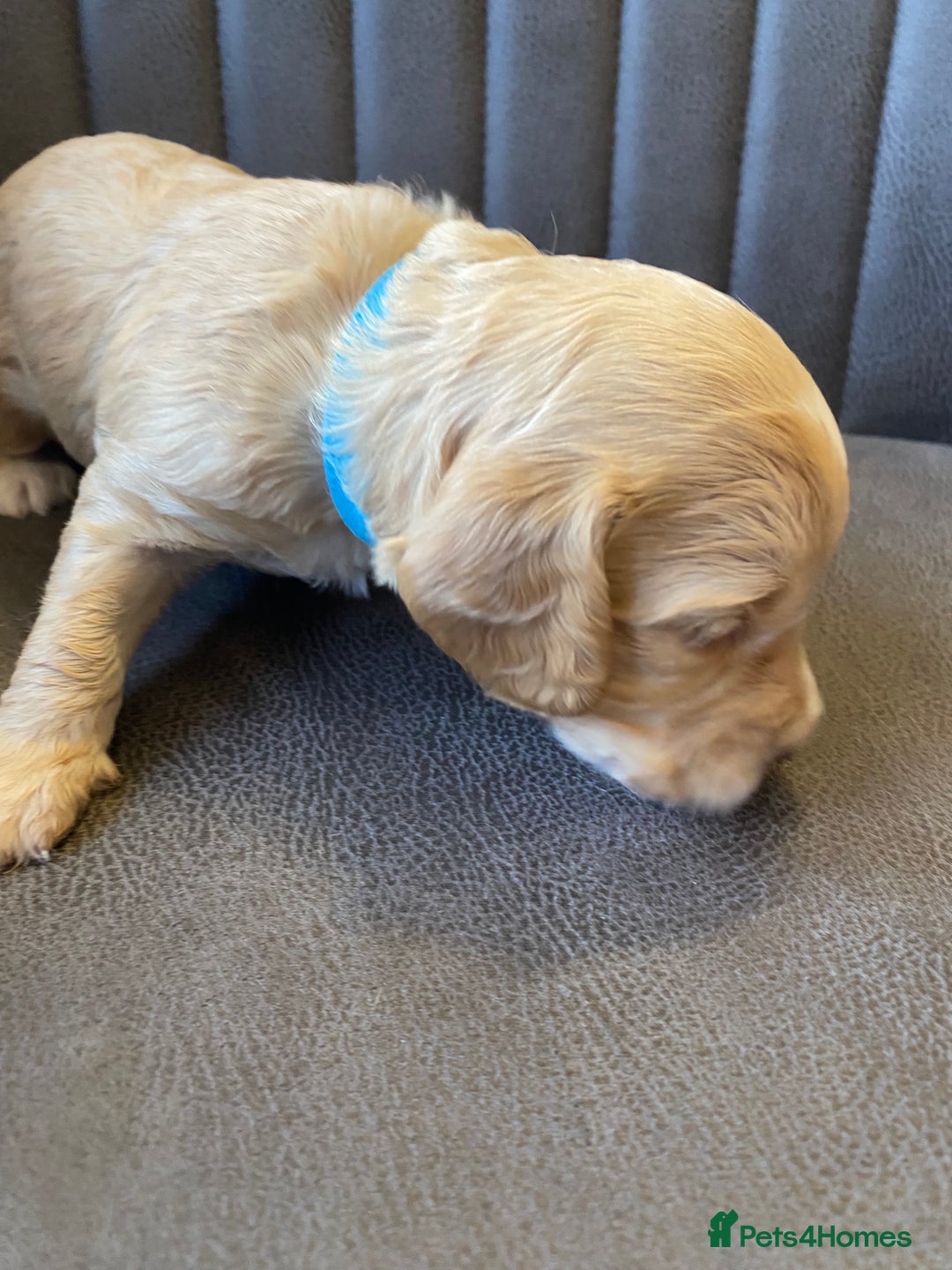 Cockapoo dogs for sale: Cockapoo Puppies - 2 male - 4 female - Image 7