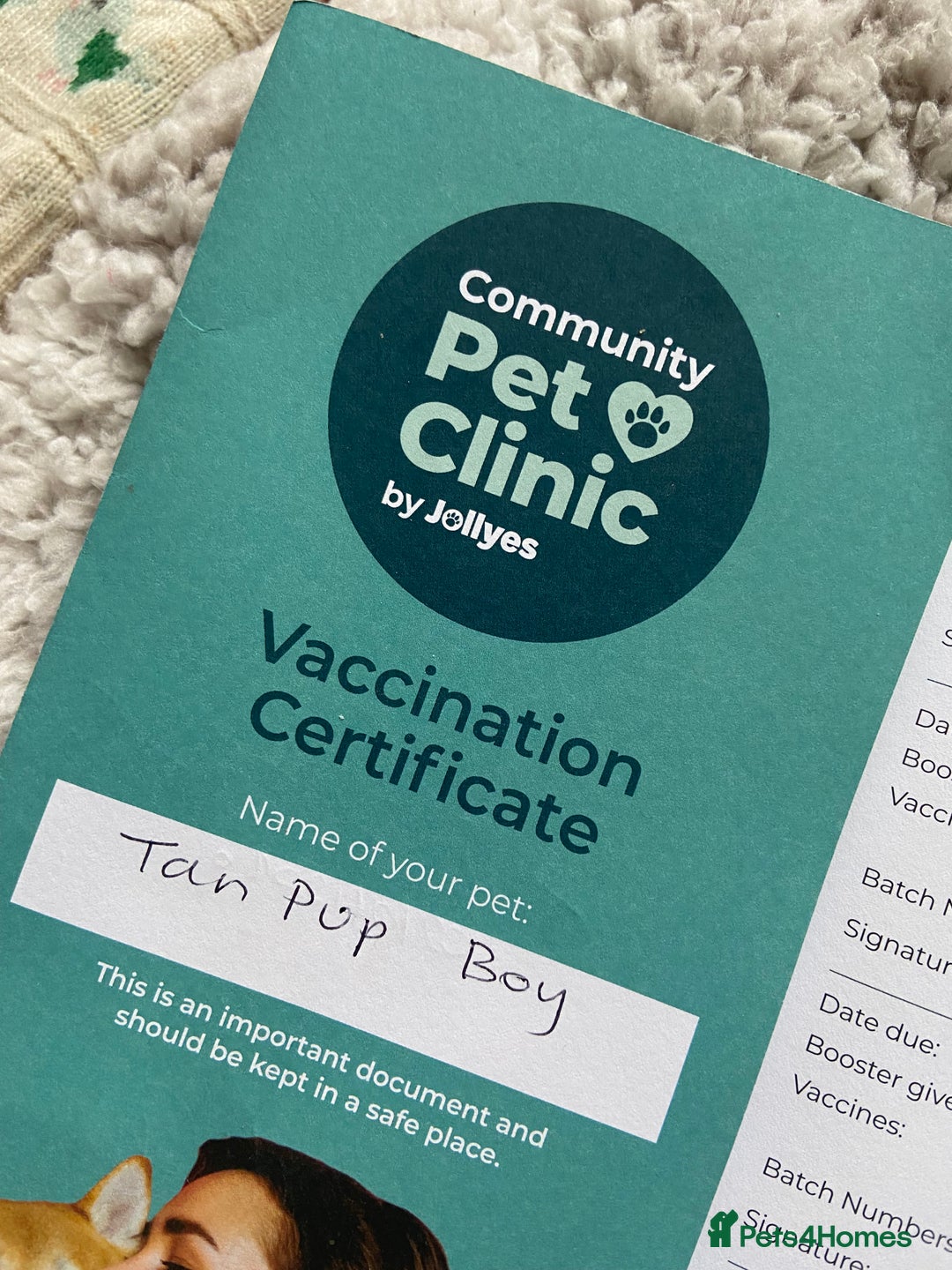 Chihuahua dogs for adoption: Adorable and cute Chihuahua Boy 12 wks - Advert 11