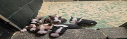 English Bull Terrier dogs for sale: English bullterrier pups for sale - Advert 12