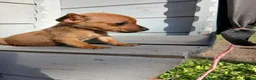 Border Terrier dogs for sale: 2 border terrier puppies for sale  - Advert 8