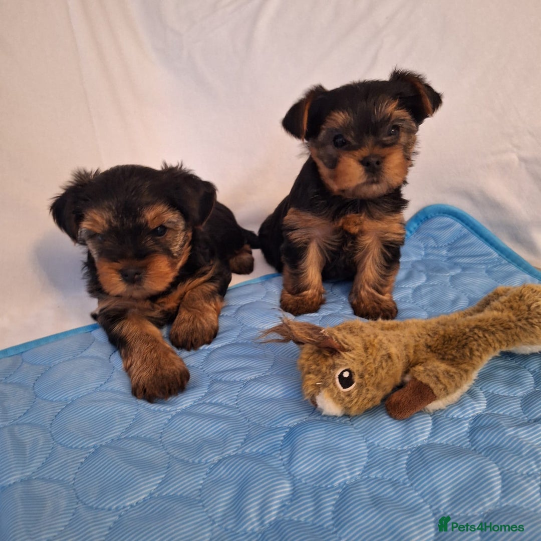 Yorkshire Terrier dogs for sale: Yorkshire Terrier Puppies – Ready 24 Dec - Image 19