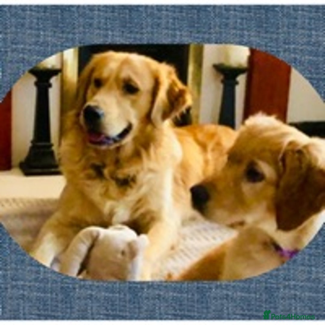 Golden Retriever dogs for stud: health tested golden retriever stud, large litters in Bury Saint Edmunds - Advert 8