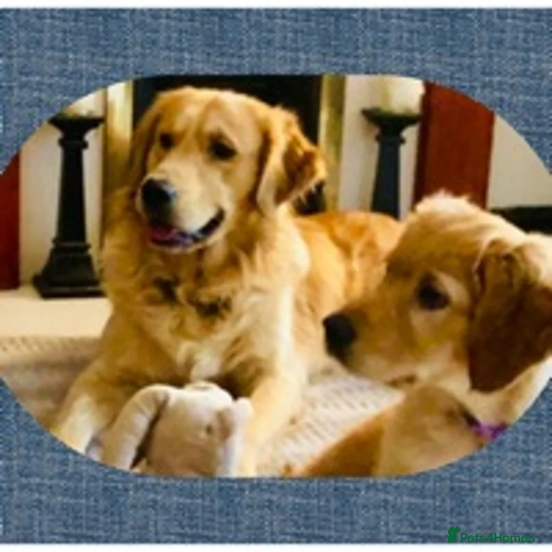 Golden Retriever dogs for stud: health tested golden retriever stud, large litters in Bury Saint Edmunds - Advert 8