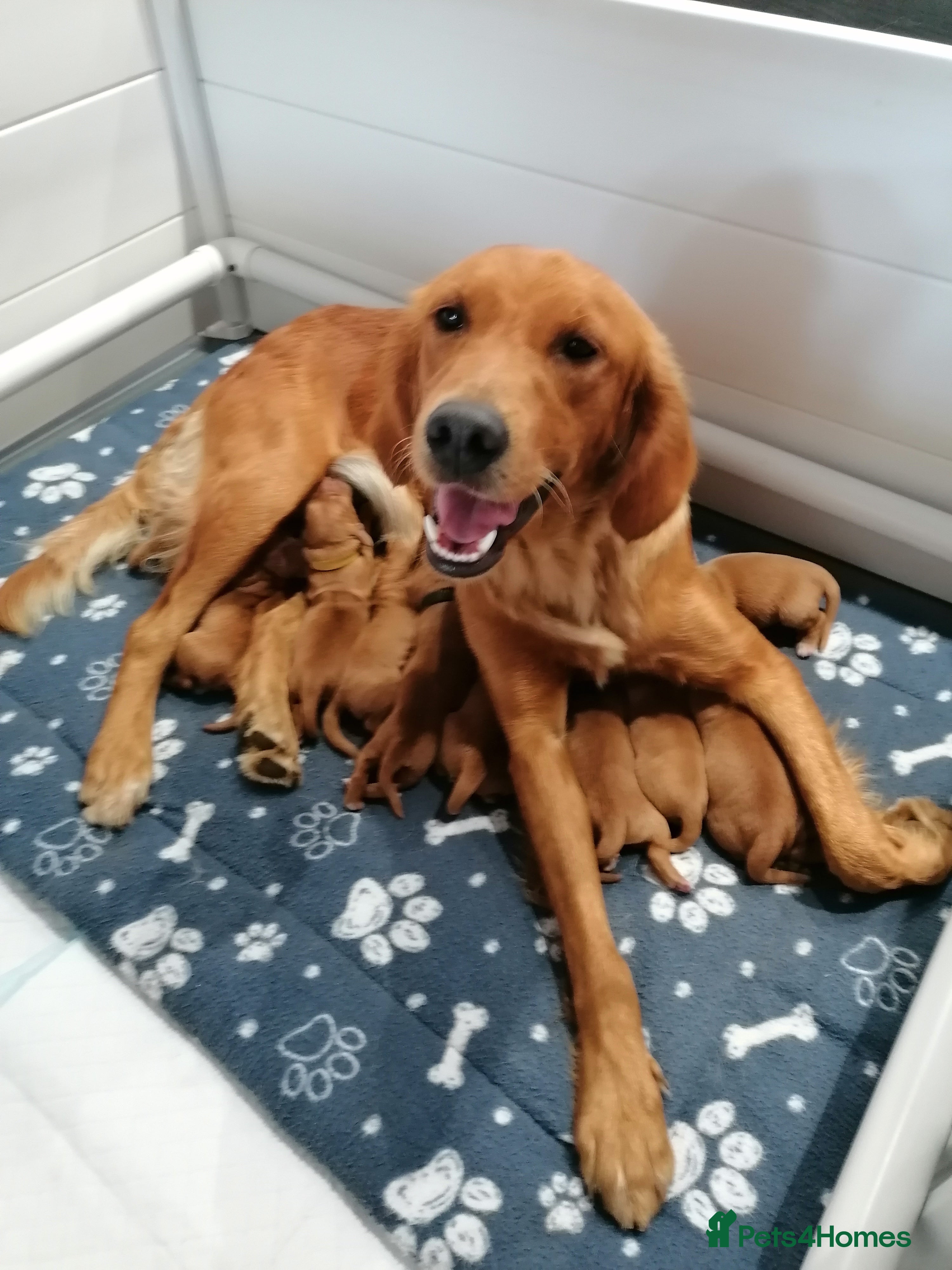 Golden Retriever dogs Exceptional KC registered Golden Retriever puppies - Advert 1