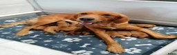 Golden Retriever dogs for sale: Exceptional KC registered Golden Retriever puppies - Advert 1