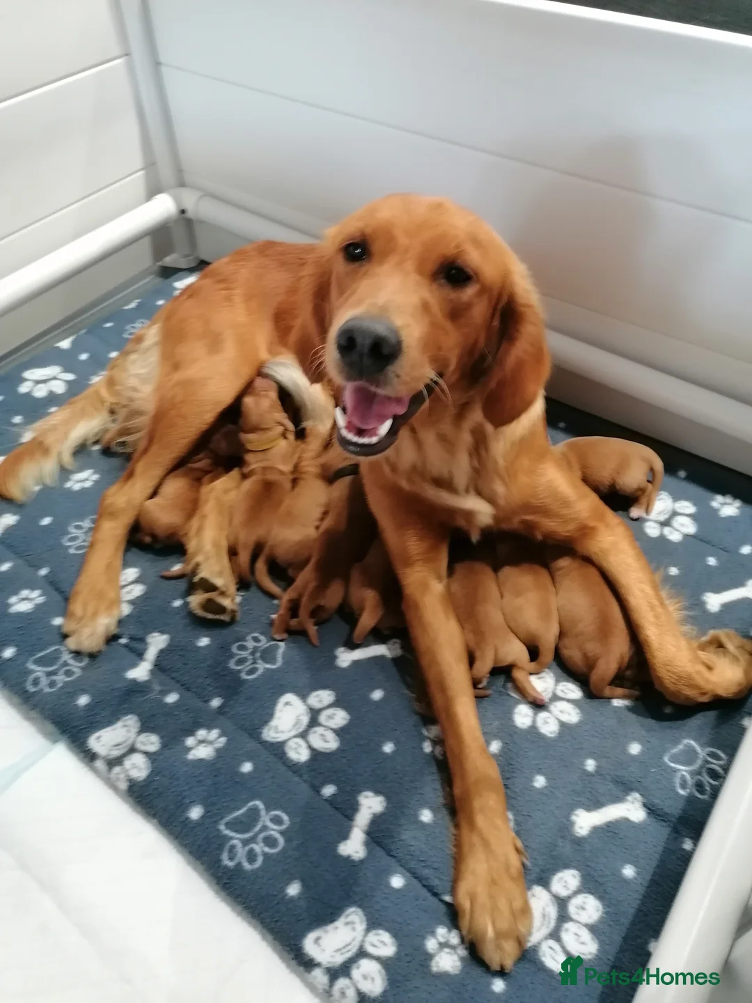 Golden Retriever dogs for sale: Exceptional KC registered Golden Retriever puppies - Advert 1