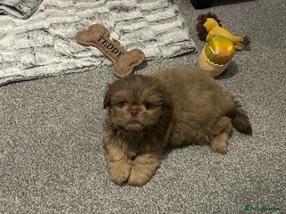 Shih Tzu dogs - Advert 7