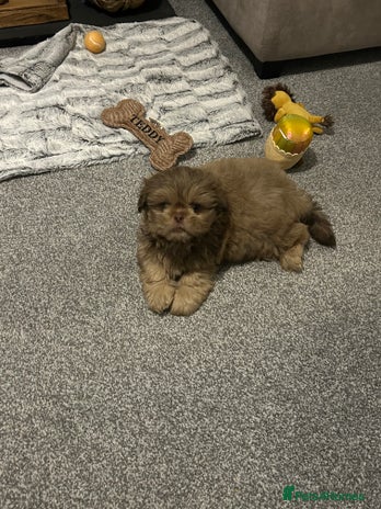 Shih Tzu dogs - Advert 1