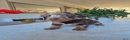 Miniature Dachshund dogs for sale: Beautiful Miniature Dachshund Puppies!💙💙♥️♥️♥️ - Advert 18