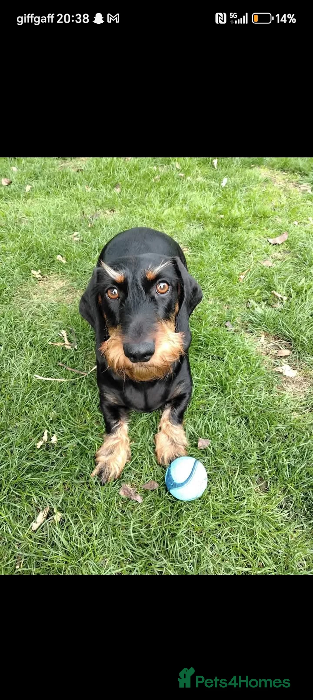 Dachshund dogs for sale: Dachshund Wire and Smooth  - Advert 10