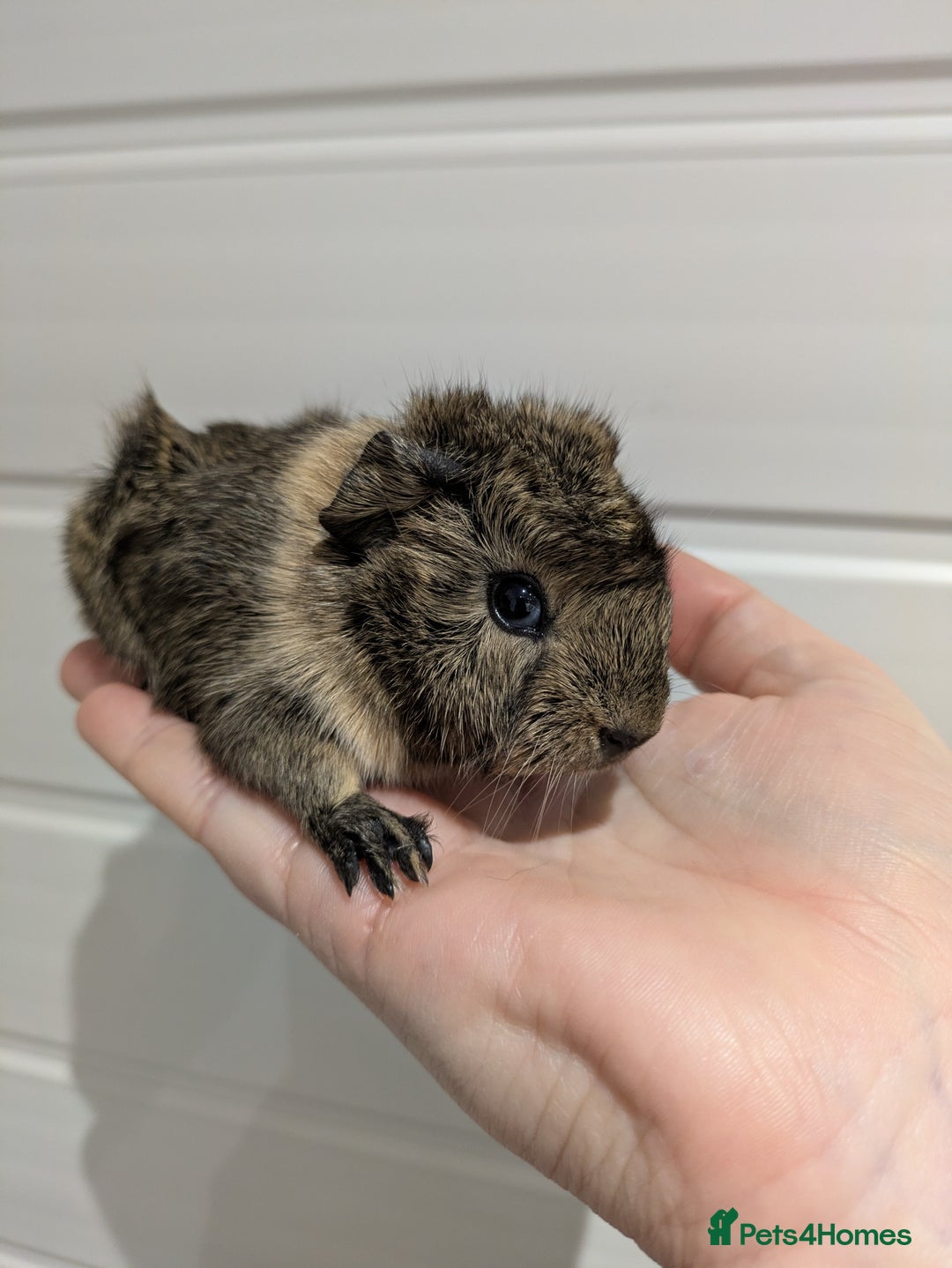 Guinea Pig rodents for sale: Guinea pigs location Dagenham Essex  - Advert 3