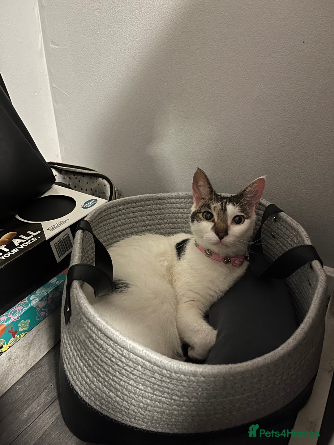 Mixed Breed cats for sale: My Myla - Image 4