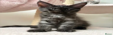 Maine Coon Kitten 2