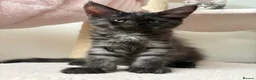 Maine Coon cats for sale: 🐈🐈‍⬛ Russian/European Bloodlines 💕🐱 - Advert 14