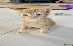 Mixed Breed cats for sale: 4 adorable kittens | ragdoll mix - Image 6