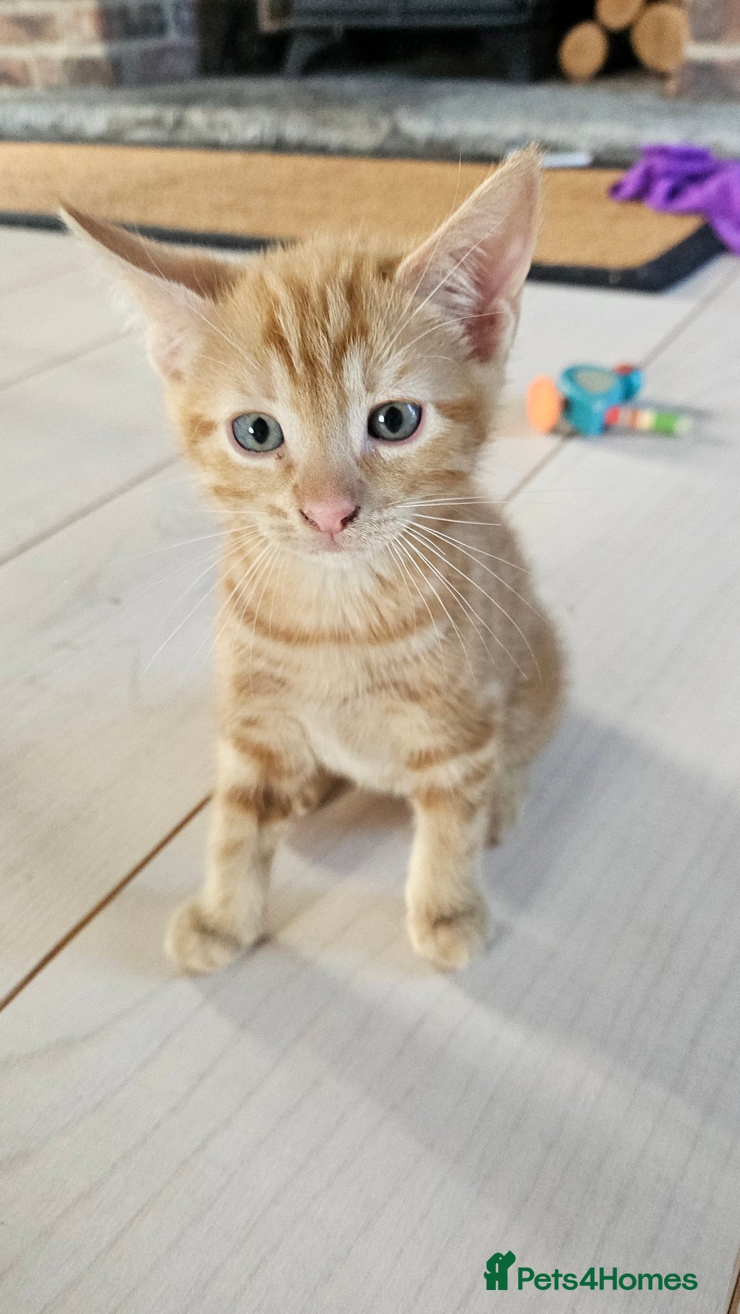 Mixed Breed cats for sale: 4 adorable kittens | ragdoll mix - Image 6