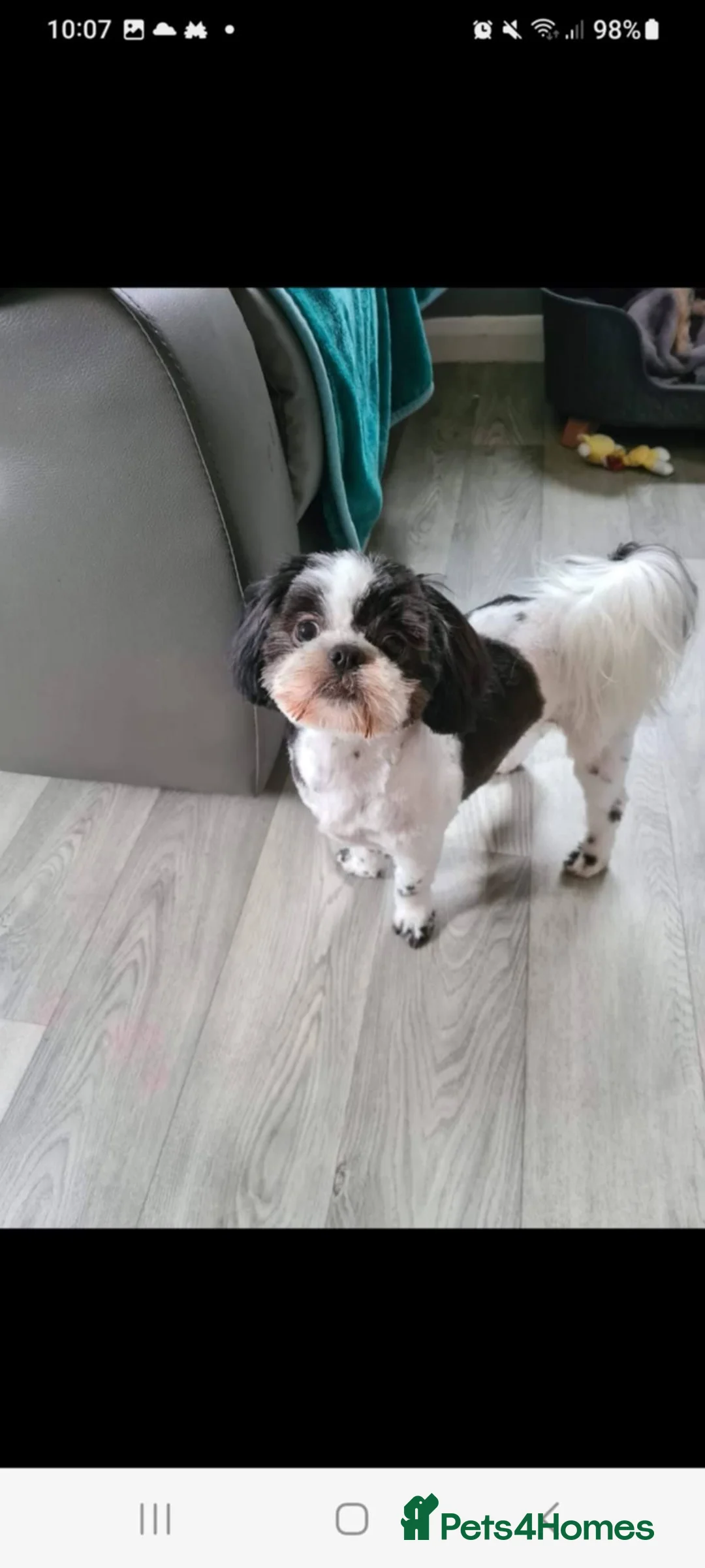 Shih Tzu dogs for sale: Shiz tzu in Doncaster - Advert 1