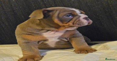 English Bulldog dogs - Advert 5