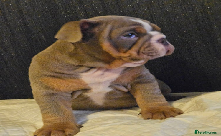 English Bulldog dogs - Advert 1