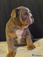 English Bulldog dogs - Advert 5