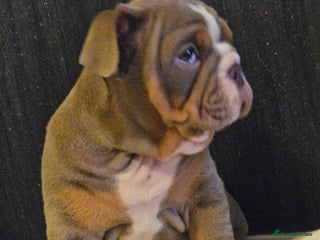 English Bulldog dogs - Advert 16