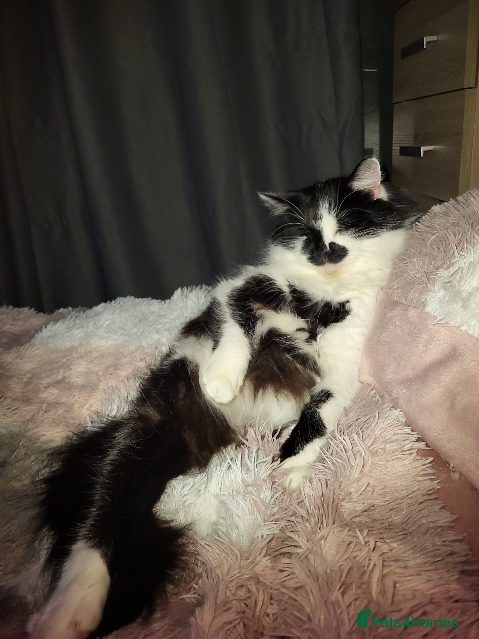 Mixed Breed cats Beautiful 3 year old male  - Advert 1