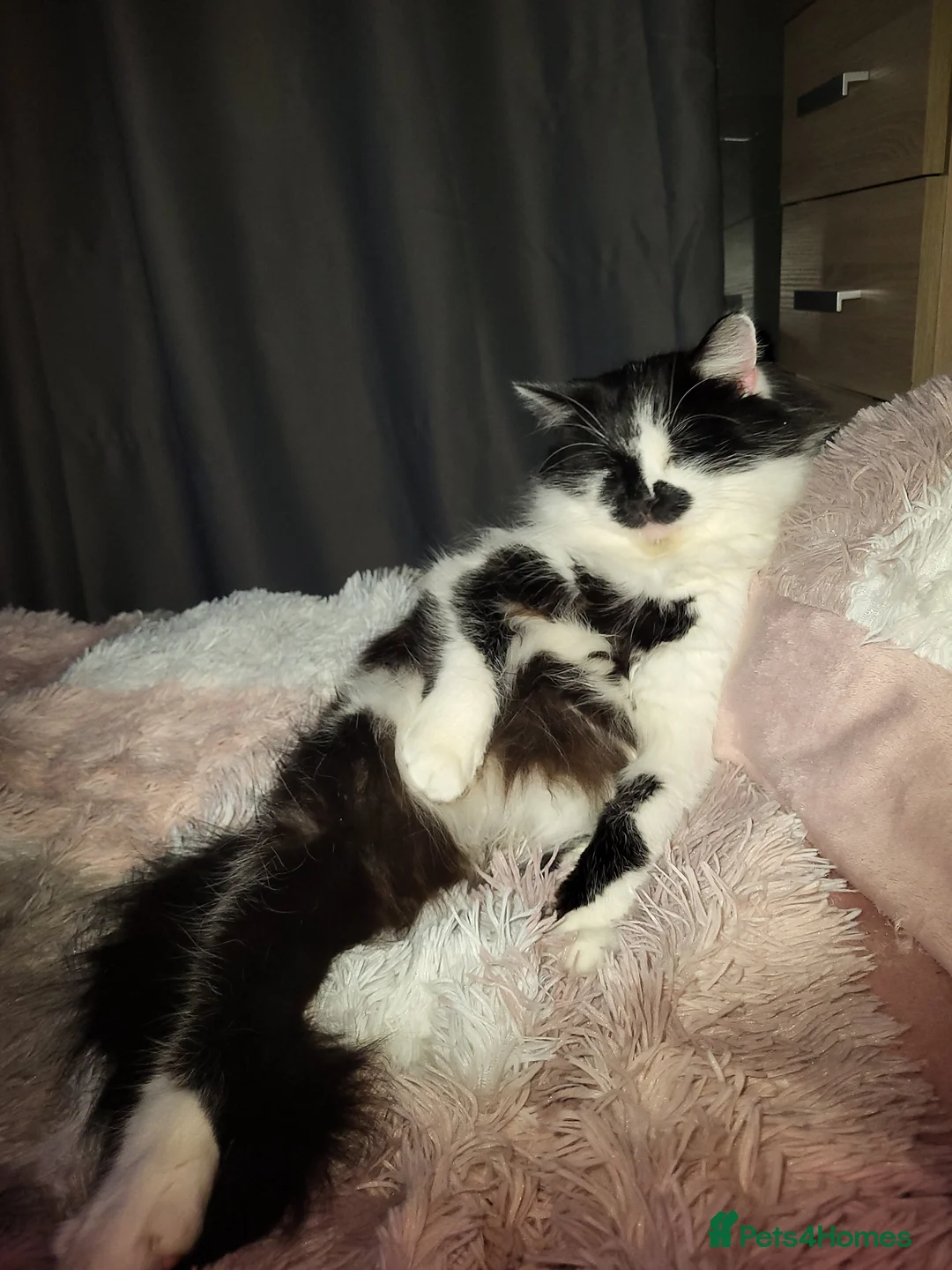 Mixed Breed cats for sale: Beautiful 3 year old male  - Advert 1