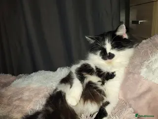 Mixed Breed cats Beautiful 3 year old male - Advert 1