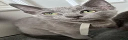 Russian Blue cats for sale: Russian Blue Kittens  - Advert 23