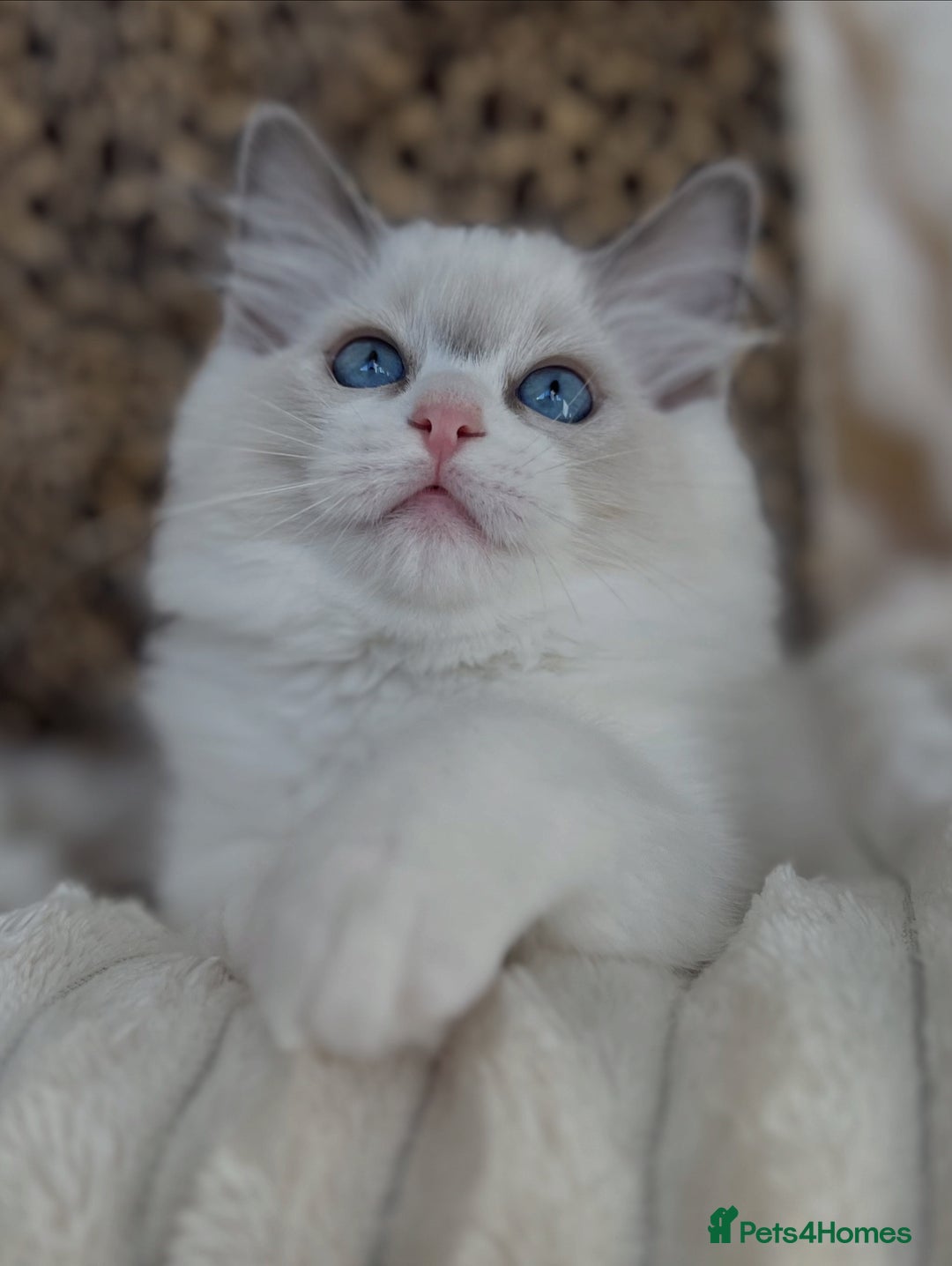 Ragdoll cats for sale: Beautiful Ragdoll girls - ready to reserve now! - Image 6
