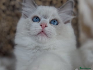 Ragdoll cats - Advert 6
