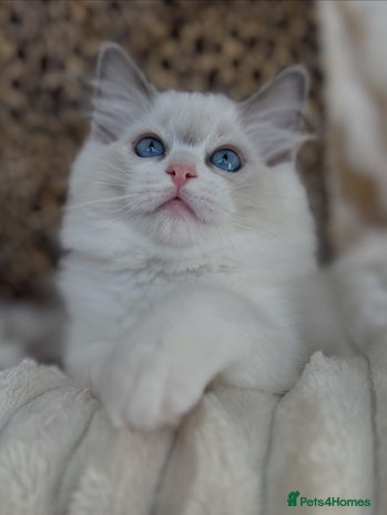 Ragdoll cats - Advert 4