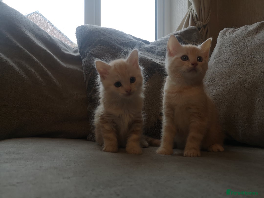 Maine Coon cats for sale: FLUFFY MAINECOON X KITTENS - Image 11