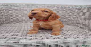 Cocker Spaniel dogs - Advert 3