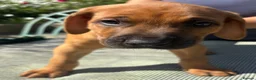 Rhodesian Ridgeback dogs for sale: Rhodesian Ridgeback puppies  - Advert 9