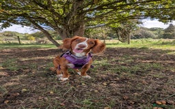 Cocker Spaniel dogs for sale: Working Cocker Spaniel 7 Months Old - Image 6