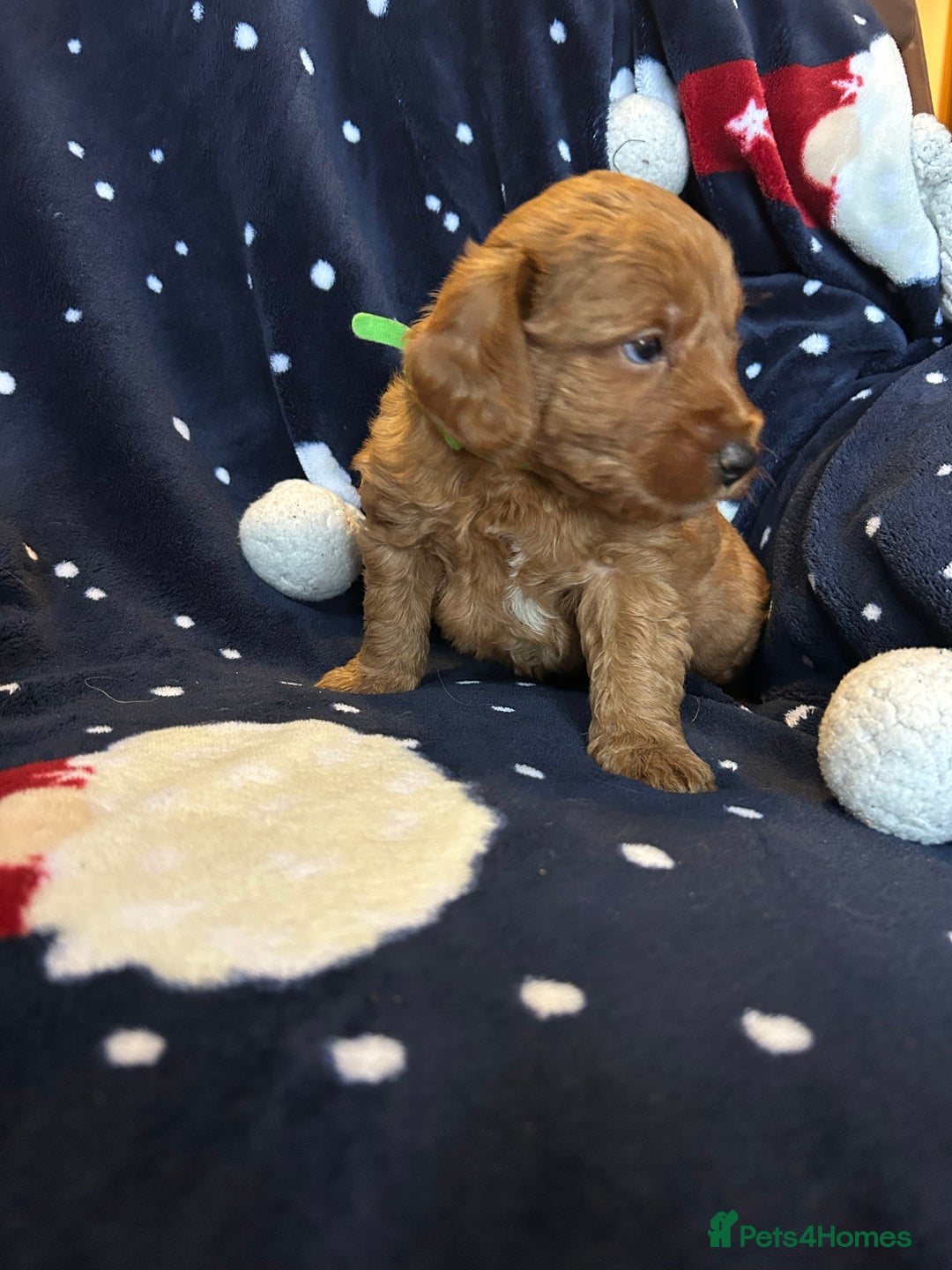 Labradoodle dogs for sale: 🐾F1b Healthy Labradoodle Puppies – Ready 18 Dec🐾 - Advert 5
