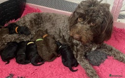Cockapoo dogs for sale: Stunning F1b cockapoos - Image 14