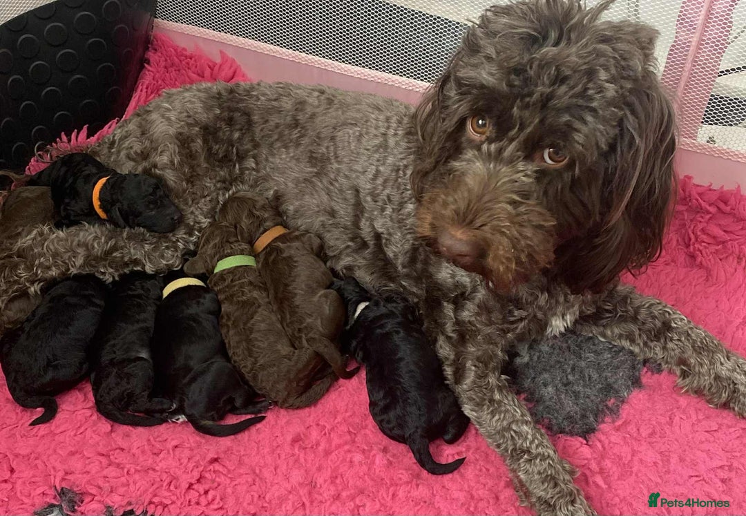 Cockapoo dogs for sale: Stunning F1b cockapoos - Image 14